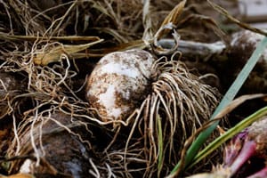 Garlic roots