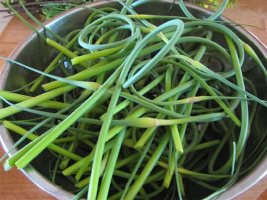 Garlic scapes harvest