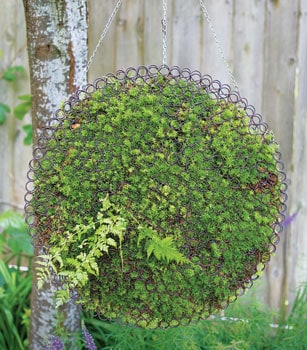hanging moss garden