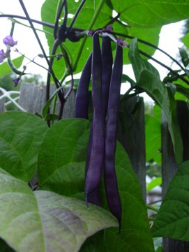 Trionfo Violetto beans