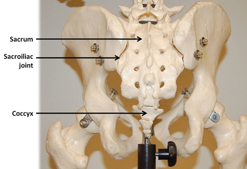 human tailbone coccyx