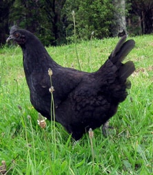 black chicken