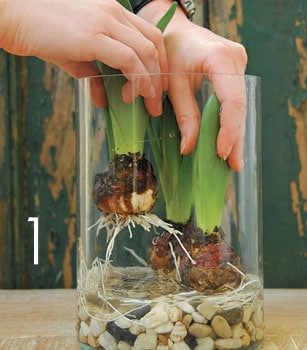 forcing hyacinth step 1