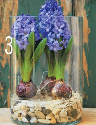forcing hyacinth step 3