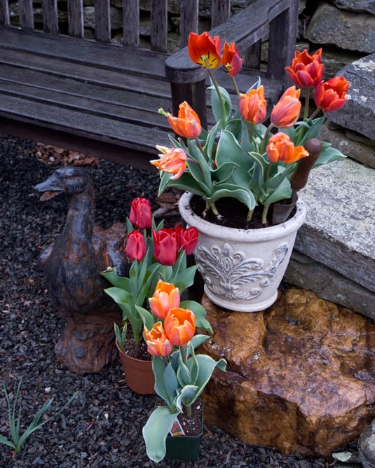 Replant potted tulips in outdoor containers