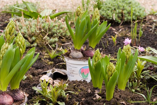 Replant potted hyacinths outdoors in spring