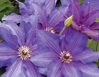Clematis Vancouver