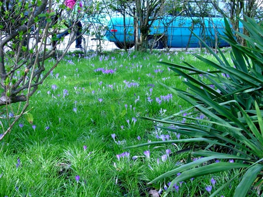 purple crocuses in bloom