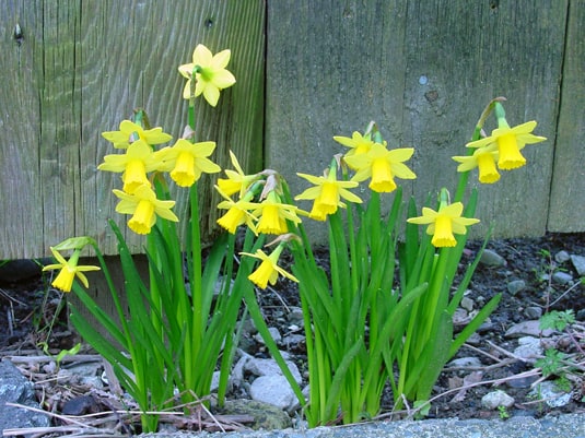daffodils / narcissi