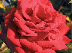 Lesley-Anne hybrid rose