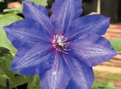 Vancouver Clematis