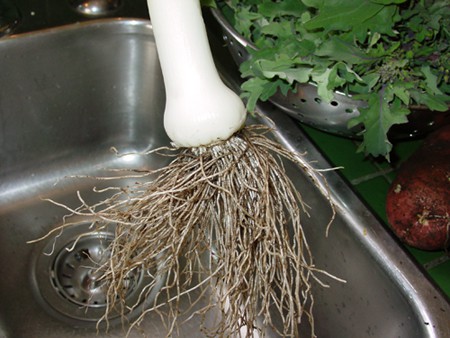 leek roots are great for soil