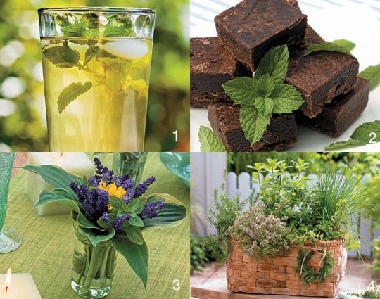 how to use mint in your kitchen and garden