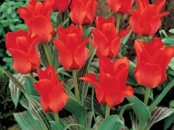 Red Riding Hood Tulips