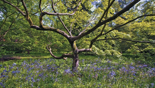heritage trees in english gardens