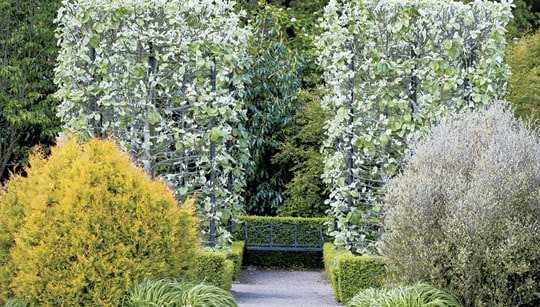 english gardens use hedges as design features