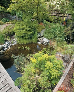 backyard garden makeover with a pond and japanese maple tree