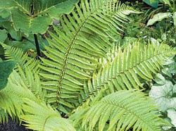 male ferns are easy-to-grow for landscaping projects