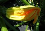 Edible zucchini flowers