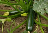 prevent zucchini from rotting