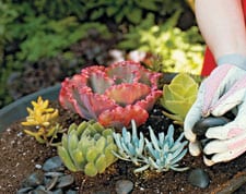 tips on making a succulent bowl