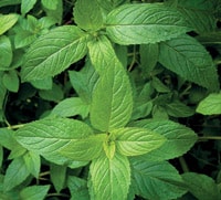 Peppermint is naturally great for winter colds