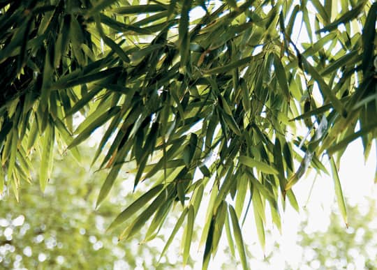 Bamboo in Japanese Gardens