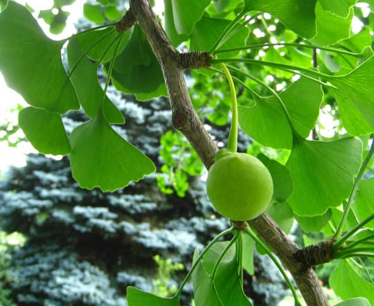 Ginkgo nut on tree