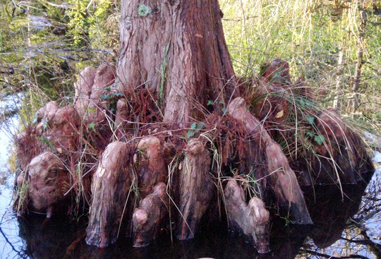 Trees knees on swamp cypress