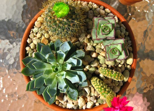 Cacti and succulents in a desert terrarium arrangement