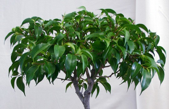 Ficus Benjamina is a creeping fig