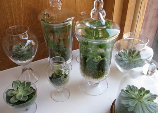 types of glass containers for terrariums