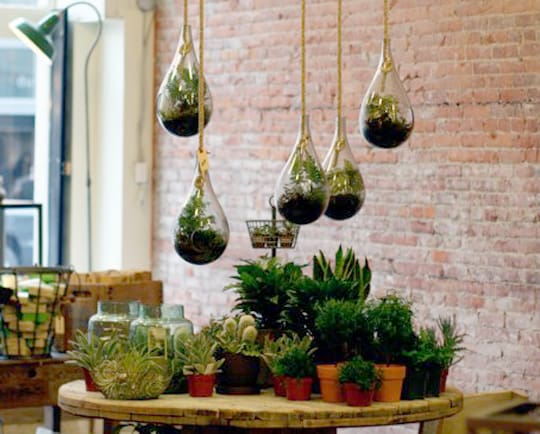 Hanging terrariums at Old Faithful Shop in Vancouver
