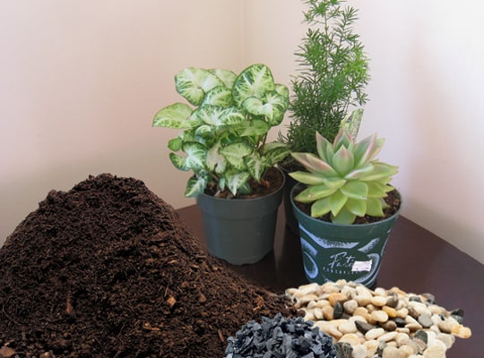 terrarium materials include soil, charcoal, rocks, and plants