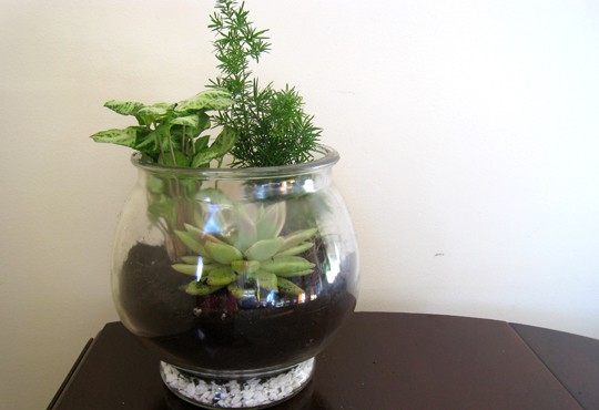 My completed terrarium with arrowhead vine, asparagus fern and echinevera