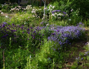 purple garden