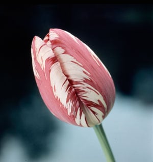 Tulip Beauty of Volendam