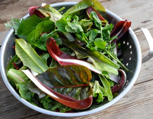 fresh salad greens from your planter boxes to your table