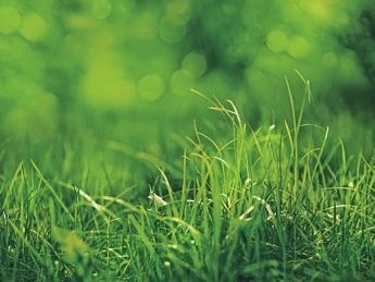Green green grass