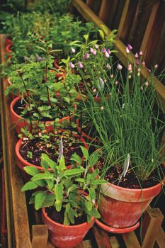 Fresh herbs in pots