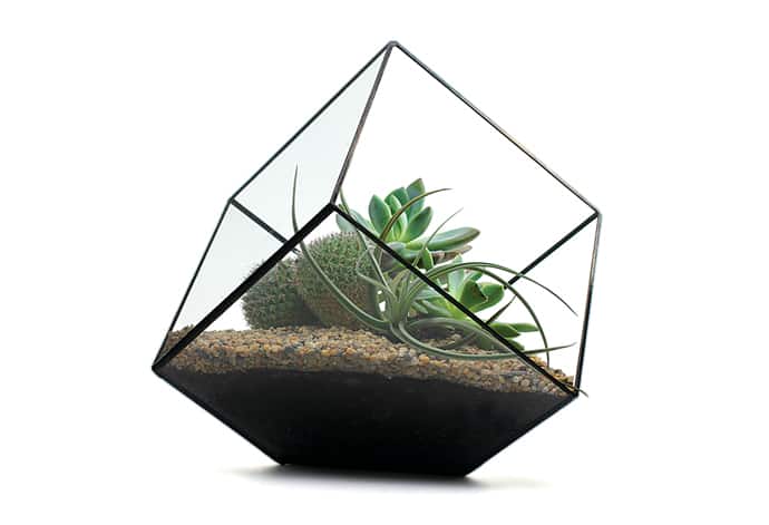 Score + Solder's cube terrariums