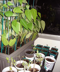 Young plants should receive at least 4 hours of sunlight a day