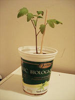 Transplant the plant once it reaches 10-20 cm