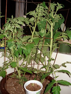 A tomato plant growing tall