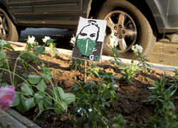 guerrilla gardening in Vancouver