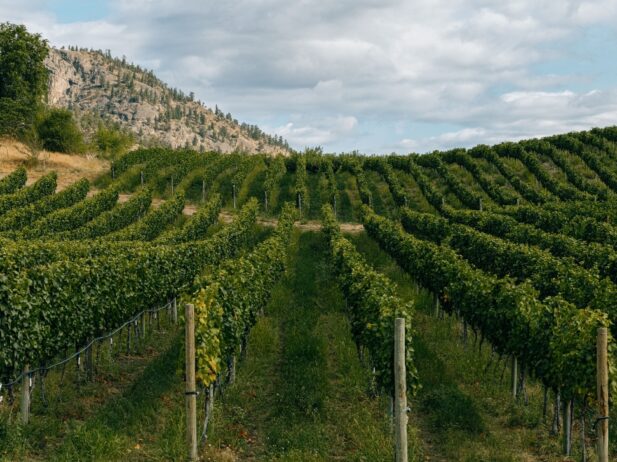How to Support BC Wineries Now