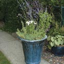 Deer-resistant container plants - BC Living
