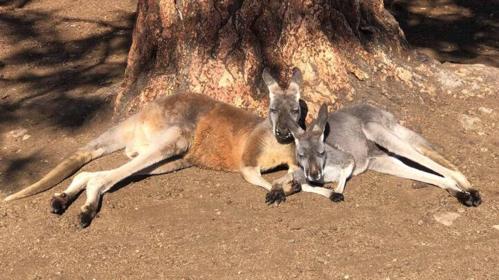 Kangaroos in Kelowna