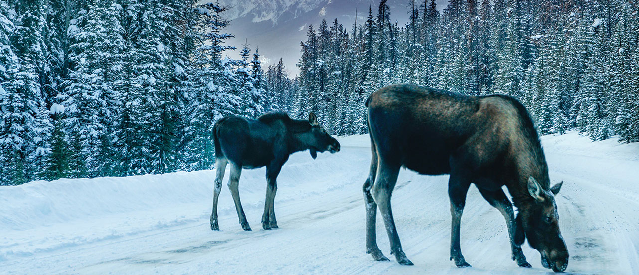 Moose in Jasper